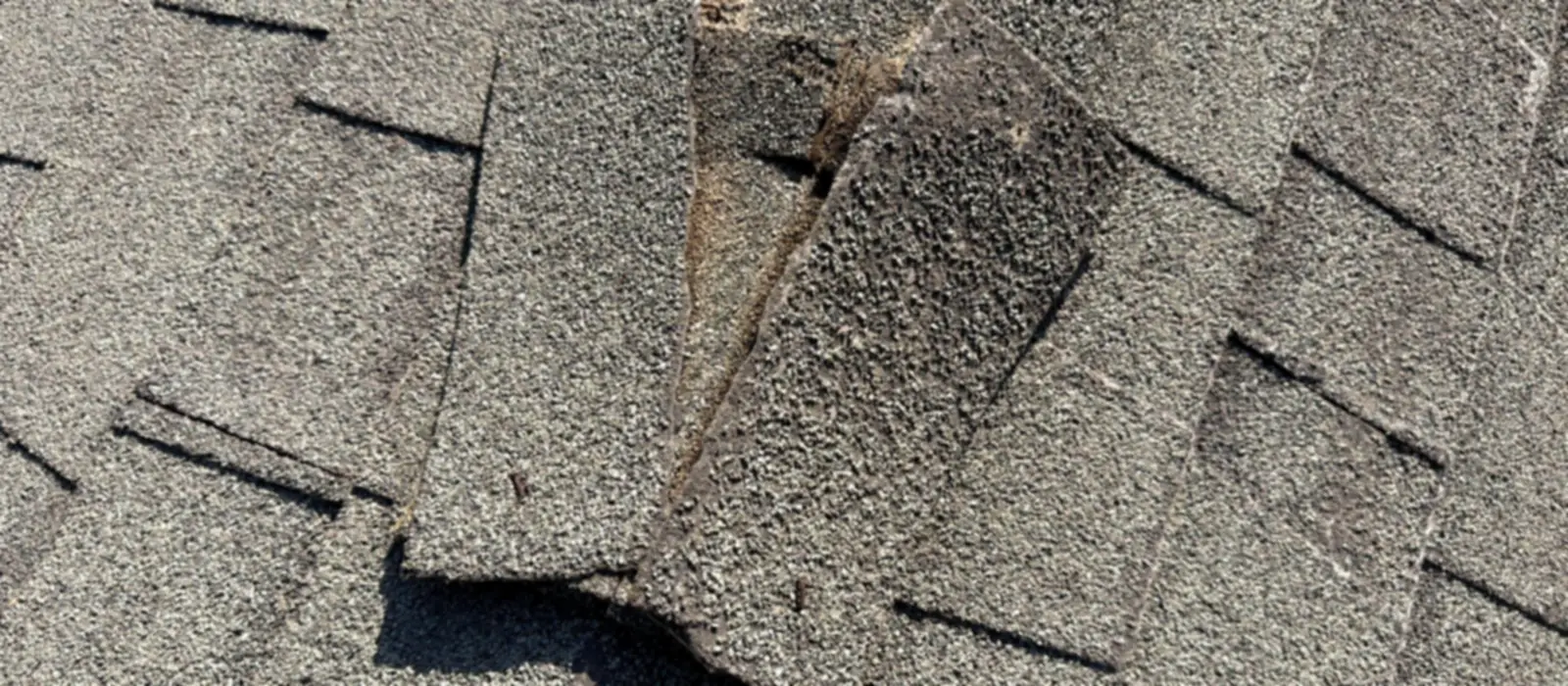 A composition shingle torn back and lifted by wind, exposing the fastener line and the shingle beneath