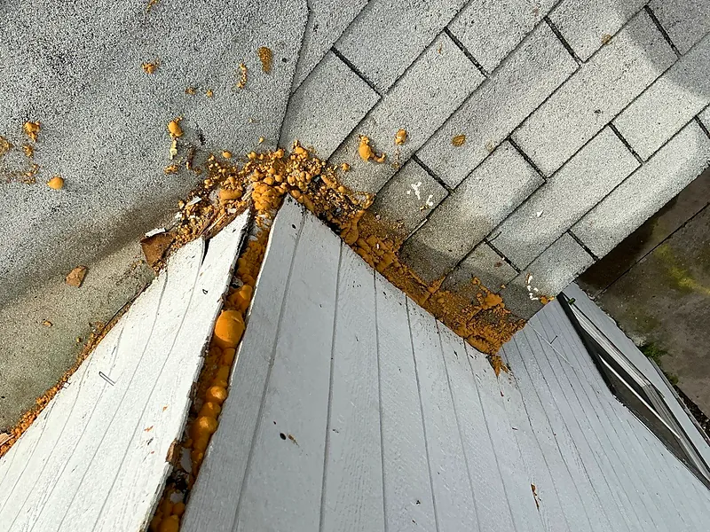 Expanding foam sprayed across the joint between shingles and siding on a Sanger roof, a previous handyman repair that trapped water instead of shedding it