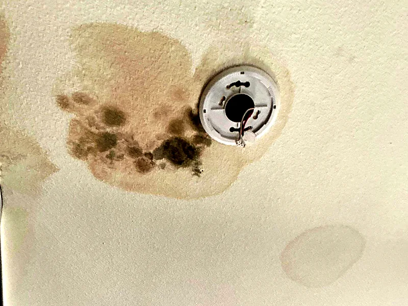 A brown water stain with mold growth spreading across a Selma ceiling around a smoke detector